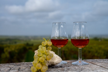 Tasting of Cognac strong alcohol drink in Cognac region, Grand Champagne, Charente with rows of ripe ready to harvest ugni blanc grape on background uses for spirits distillation, Franceの写真素材