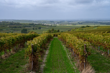 Harvest time in Cognac white wine region, Charente, vineyards with rows of ripe ready to harvest...