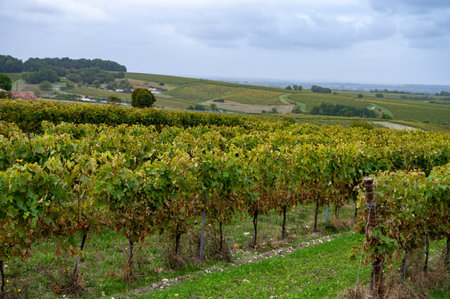 Harvest time on vineyards of Cognac white wine region, Charente, ripe ready to harvest ugni blanc grape uses for Cognac strong spirits distillation, Franceの写真素材