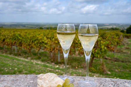 Tasting of grand cru sparkling white wine with bubbles champagne on chardonnay vineyards in Avize, Ay grand cru wine producer small village, Cote des Blancs, Champagne, Franceの写真素材