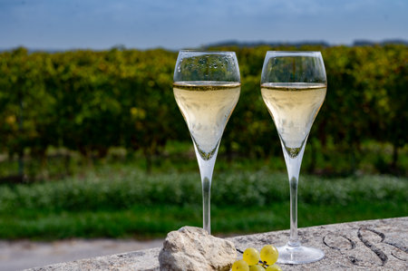 Tasting of grand cru sparkling white wine with bubbles champagne on chardonnay vineyards in Avize, Ay grand cru wine producer small village, Cote des Blancs, Champagne, Franceの写真素材