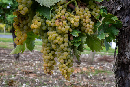 Harvest time on vineyards of Cognac white wine region, Charente, ripe ready to harvest ugni blanc grape uses for Cognac strong spirits distillation, Franceの写真素材