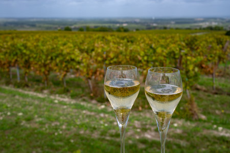 Tasting of grand cru sparkling white wine with bubbles champagne on chardonnay vineyards in Avize, Ay grand cru wine producer small village, Cote des Blancs, Champagne, Franceの写真素材