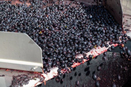 Sorting belt, harvest works in Saint-Emilion wine making region on right bank of Bordeaux, sorting with hands and crushing Merlot or Cabernet Sauvignon red wine grapes, France. Red wines of Bordeaux.の写真素材