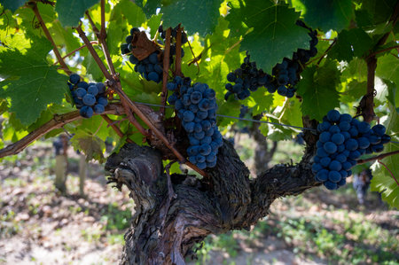 Ripe Merlot or Cabernet Sauvignon red wine grapes ready to harvest in Pomerol, Saint-Emilion wine making region, France, Bordeauxの写真素材