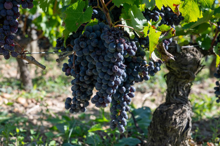 Ripe Merlot or Cabernet Sauvignon red wine grapes ready to harvest in Pomerol, Saint-Emilion wine making region, France, Bordeauxの写真素材