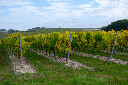 Harvest time on vineyards of Cognac white wine region, Charente, ripe ready to harvest ugni blanc grape uses for Cognac strong spirits distillation, Franceの写真素材