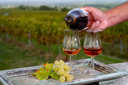 Tasting of Cognac strong alcohol drink in Cognac region, Grand Champagne, Charente with rows of ripe ready to harvest ugni blanc grape on background uses for spirits distillation, Franceの写真素材