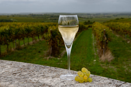 Tasting of grand cru sparkling white wine with bubbles champagne on chardonnay vineyards in Avize, Ay grand cru wine producer small village, Cote des Blancs, Champagne, Franceの写真素材