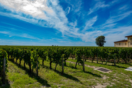 Harvest of grapes in Pomerol village, production of red Bordeaux wine, Merlot or Cabernet Sauvignon grapes on cru class vineyards in Pomerol, Saint-Emilion wine making region, France, Bordeauxの写真素材