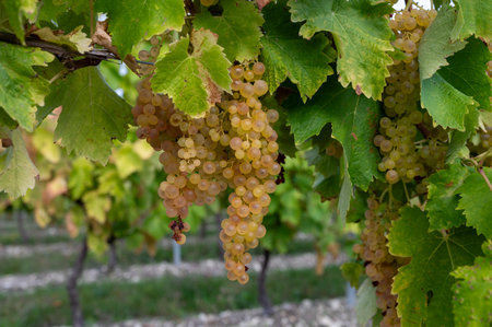 Harvest time on vineyards of Cognac white wine region, Charente, ripe ready to harvest ugni blanc grape uses for Cognac strong spirits distillation, Franceの写真素材