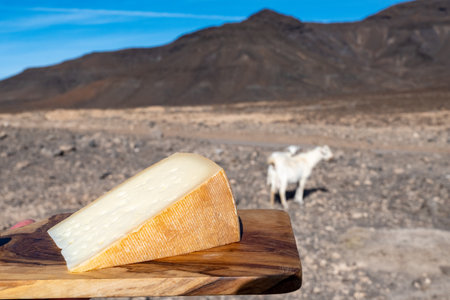 Goat cheese and goats on dry volcanic rocks and hillsides on Fuerteventura, Canary islands, Spain in winterの写真素材