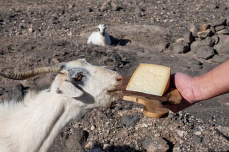 Goat cheese and goats on dry volcanic rocks and hillsides on Fuerteventura, Canary islands, Spain in winterの写真素材