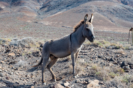 Gray donkey and rocky volcanic landscape of south part of Fuerteventura island, eco farming on Canary islands, Spainの写真素材