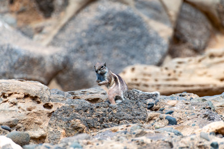 Chipmunk or barbary ground squirrel animal sits on dark lava stones in sun lights on Fuerteventura, Canary Islands, Spain in winterの写真素材