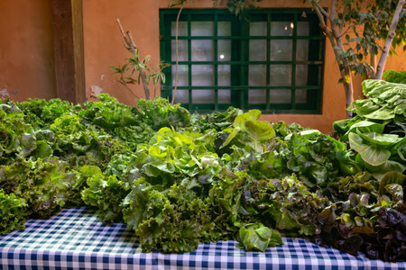 Variety of green leaf lettuce salads for sale on Spanish farmers marketの写真素材