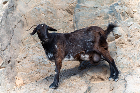 Mountains black goat on rocky volcanic hillsides, Fuerteventura, Canary islands, Spain in winterの写真素材