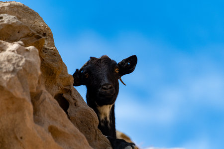 Mountains black goat on rocky volcanic hillsides, Fuerteventura, Canary islands, Spain in winterの写真素材