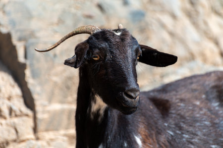 Mountains black goat on rocky volcanic hillsides, Fuerteventura, Canary islands, Spain in winterの写真素材