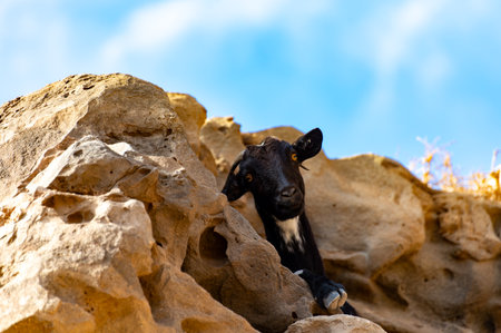 Mountains black goat on rocky volcanic hillsides, Fuerteventura, Canary islands, Spain in winterの写真素材
