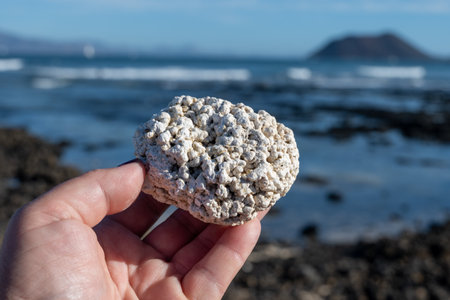 White popcorn shaped corals on white corals beach in Corralejo, Fuerteventura, Canary islands, Spain, travel destination in winterの写真素材