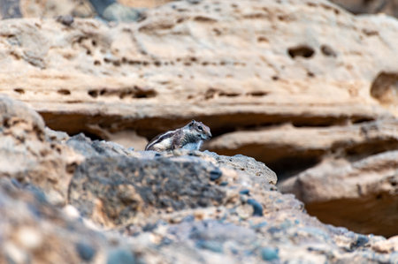 Chipmunk or barbary ground squirrel animal sits on dark lava stones in sun lights on Fuerteventura, Canary Islands, Spain in winterの写真素材