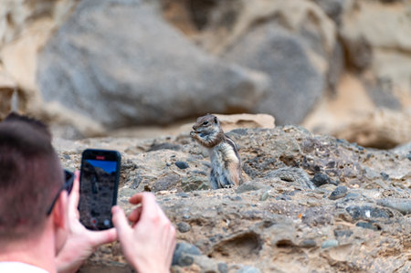Chipmunk or barbary ground squirrel animal sits on dark lava stones in sun lights on Fuerteventura,...