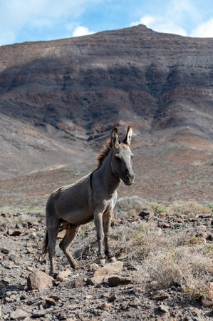 Gray donkey and rocky volcanic landscape of south part of Fuerteventura island, eco farming on Canary islands, Spainの写真素材