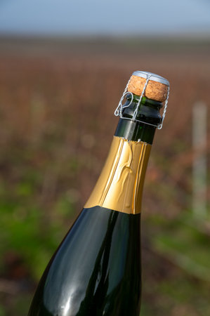 Bottle of Champagne wine on Champagne grand cru vineyards near Verzenay, rows grape vines, no leaves, green grass, wine making in Franceの写真素材