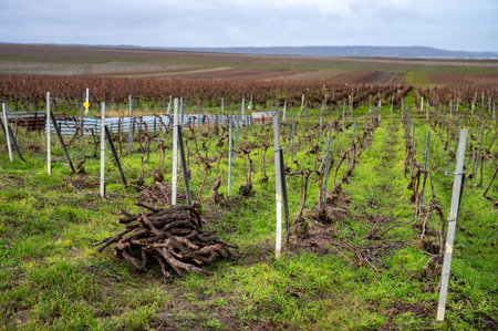 Pruned grapevines, winter time on Champagne grand cru vineyards near Verzenay and Mailly, rows of old grape vines without leave, wine making in Franceの写真素材