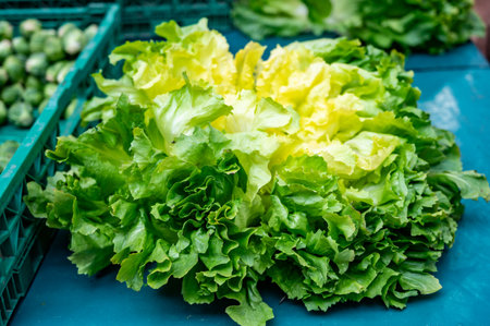 Fresh piece of green salad on outdoor market with seasonal local vegetables and fruitsの写真素材