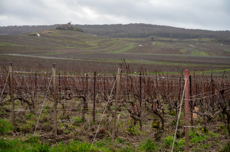 Winter time on Champagne grand cru vineyards near Verzenay and Mailly, rows of old grape vines without leaves, green grass, wine making in Franceの写真素材