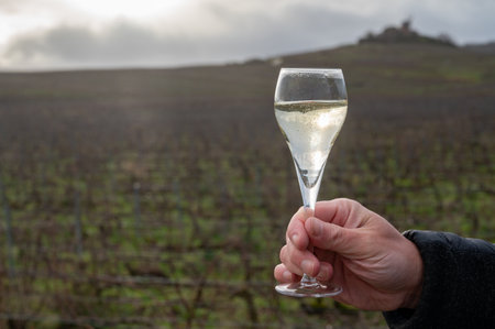 Tasting Champagne wine on Champagne grand cru vineyards near Verzenay, rows grape vines, winter, no...