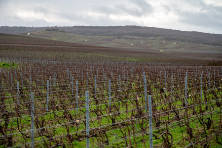 Winter time on Champagne grand cru vineyards near Verzenay and Mailly, rows of old grape vines without leaves, green grass, wine making in Franceの写真素材