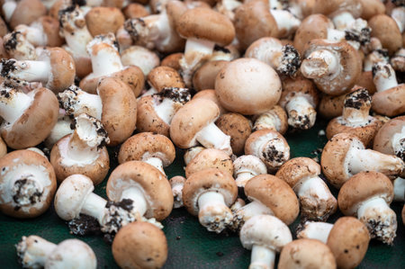 High quality French cave organic brown champignon mushrooms ready to eatの写真素材