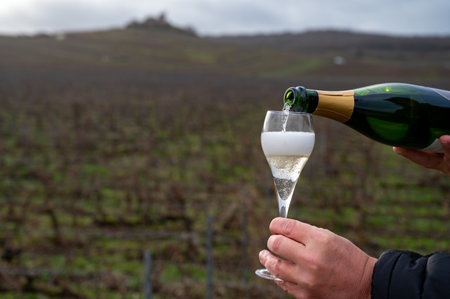 Tasting Champagne wine on Champagne grand cru vineyards near Verzenay, rows grape vines, winter, no leaves, wine making in Franceの写真素材