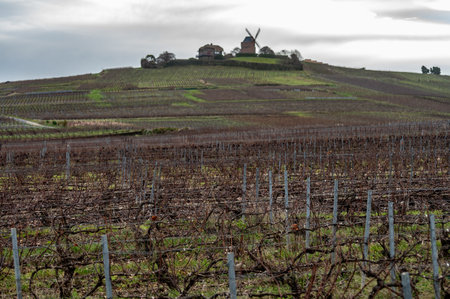 Winter time on Champagne grand cru vineyards near Verzenay, Verzy, Mailly, rows of old grape vines without leave, wine making in Franceの写真素材