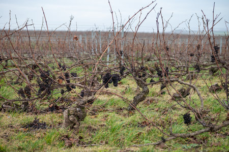 Winter time on Champagne grand cru vineyards near Verzenay, Verzy, Mailly, rows of old grape vines without leave, wine making in Franceの写真素材