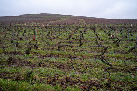 Winter time on Champagne grand cru vineyards near Ambonnay village, rows of old grape vines without leaves, green grass, wine making in Franceの写真素材