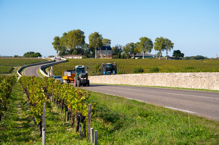 Harvest time on green vineyards, wine domain or chateau in Haut-Medoc red wine making region, Bordeaux, left bank of Gironde Estuary, Franceの写真素材