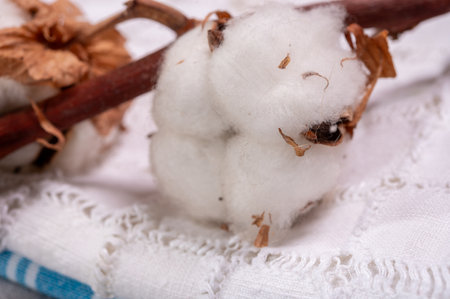 Soft natural fiber kitchen and bed textile made from organic white cotton bolls close upの写真素材