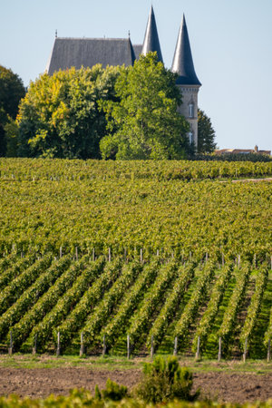 Harvest time on green vineyards, wine domain or chateau in Haut-Medoc red wine making region, Bordeaux, left bank of Gironde Estuary, Franceの写真素材