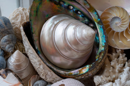 Beautiful collection of different tropical sea shells white pearly Trochus Tectus niloticus, corals, close upの写真素材