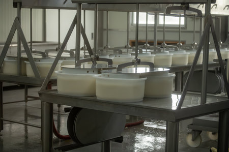 Process of organic cheese making from cow milk on bio cheese farm in Netherlands, dutch cheese production, farm visitの写真素材