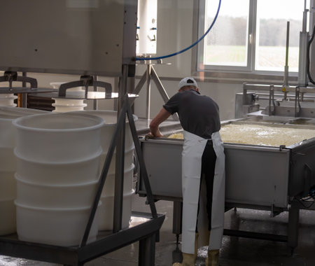 Process of organic cheese making from cow milk on bio cheese farm in Netherlands, dutch cheese production, farm visitの写真素材