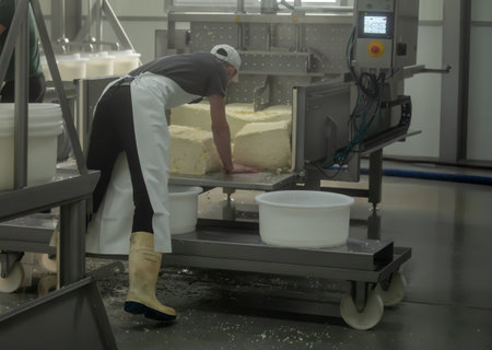 Process of organic cheese making from cow milk on bio cheese farm in Netherlands, dutch cheese...