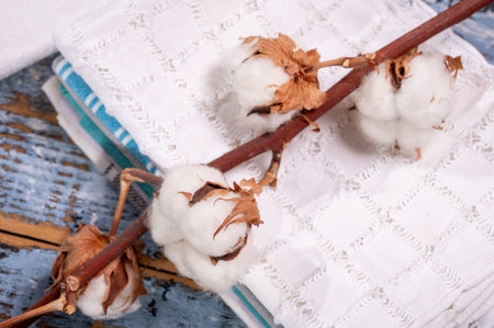 Soft natural fiber kitchen and bed textile made from organic white cotton bolls close upの写真素材