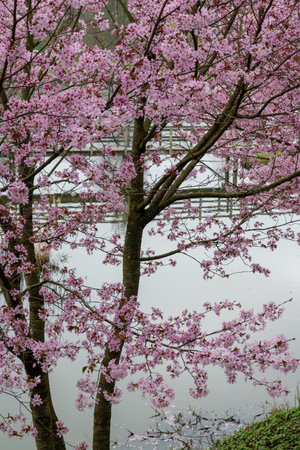 Spring blossom of pink sakura cherry tree in Japan, pink petals fall on water of pond, reflection on millの写真素材