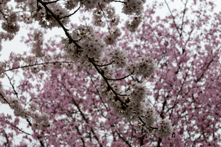 Spring blossom of Japanese white and light pink sakura cherry tree, floral backgroundの写真素材