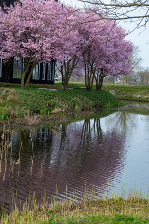 Spring blossom of pink sakura cherry tree in Japan, pink petals fall on water of pond, reflection on millの写真素材